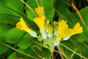 Fiori di Primula Palinuri nel Parco Nazionale del Cilento