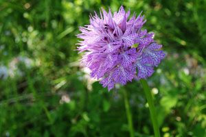 Orchidee selvatiche a Sassano