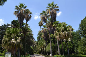 Viale principale dell'Orto Botanico di Napoli