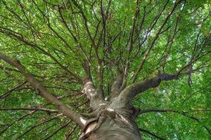 Faggio secolare del Faito