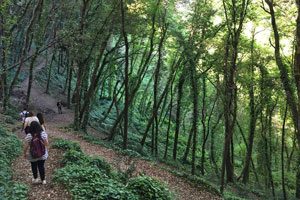 Trekking tra i vulcani di Ischia