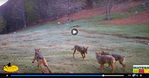 un branco di lupi sul Matese documentato con il fototrappolaggio naturalistico