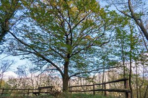 Oasi Frassineto Fisciano Calvanico