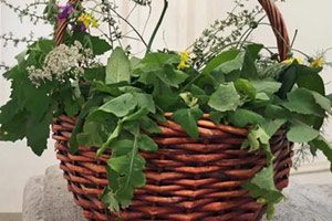 Raccolta erbe commestibili Ecomuseo Borbonico