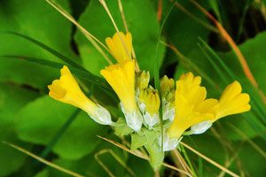 fioritura primula palinuri