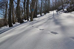 Snow tracking sul Massiccio del Matese