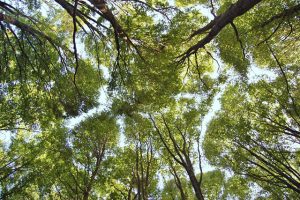 Forest bathing nel bosco dell'Oasi WWF di Pannarano