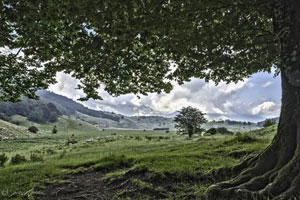Faggeta nel Parco d'Amore sul Matese