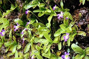 piante spontanee commestibili sul Faito